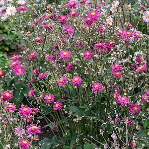 Plukė ‘Garden Breeze Rosy Red’