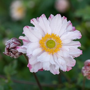 Plukė ‘Garden Breeze Pink Touch’