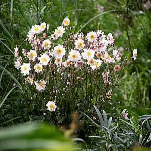Plukė ‘Garden Breeze Pink Touch’