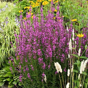 Vytelinė raudoklė ‘Dropmore Purple’