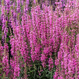 Paprastoji raudoklė ‘Luminara Hot Pink’