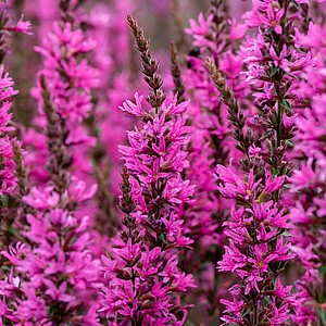 Paprastoji raudoklė ‘Luminara Hot Pink’