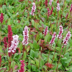 Rūgtis ‘Superba’