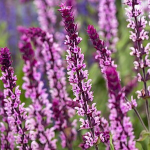Gojinis šalavijas ‘Pink Caradonna’