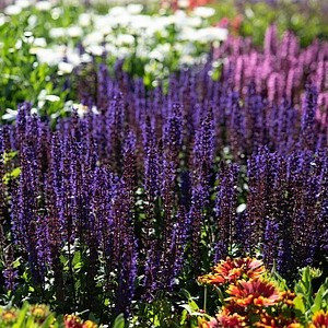 Gojinis šalavijas ‘Midnight Purple’