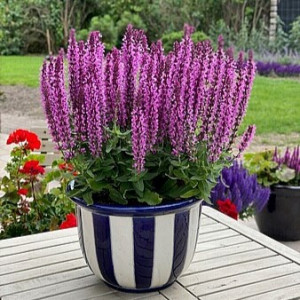 Gojinis šalavijas ‘Rianne Pink’