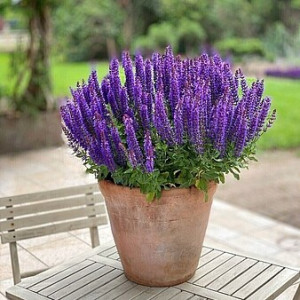 Gojinis šalavijas ‘Rianne Purple’