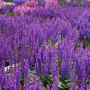 Gojinis šalavijas ‘Rianne Purple’
