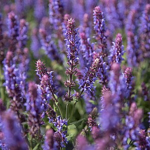 Gojinis šalavijas ‘Salute Ice Blue’