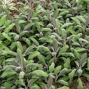 Vaistinis šalavijas ‘Purpurascens’