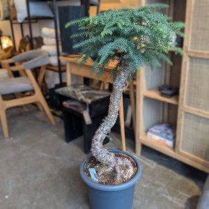 Araukarija cunninghamii bonsai, 105cm