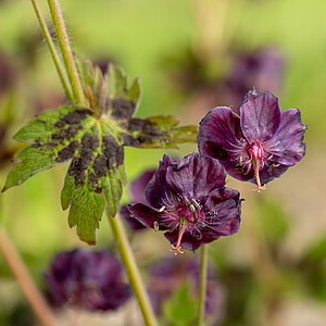 Juodasis snaputis ‘Samobor’
