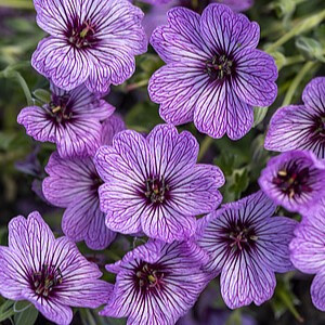 Pilkasis snaputis ‘Ballerina’