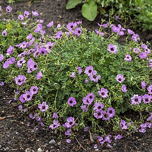 Pilkasis snaputis ‘Ballerina’