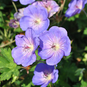 Snaputis ‘Azure Rush’