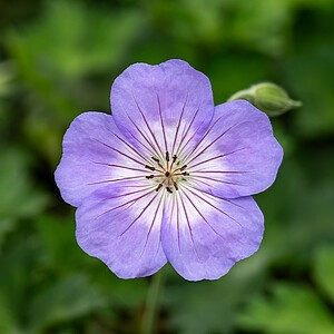 Snaputis ‘Azure Rush’