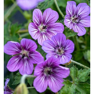 Snaputis ‘Havana Blues’