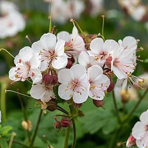 Stambiašaknis snaputis ‘Geranimo White’