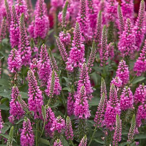 Varpotoji veronika ‘Bubblegum Candles’
