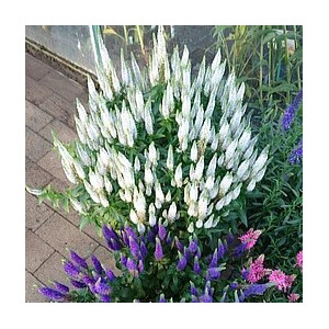 Varpotoji veronika ‘Snow Candles’