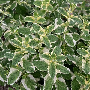 Apskritalapė mėta ‘Variegata’