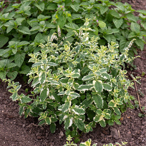 Apskritalapė mėta ‘Variegata’