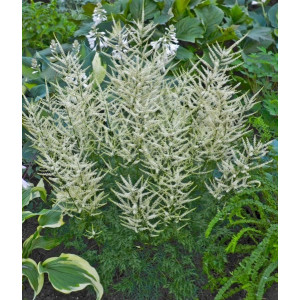 Arunkas ‘Fairy Hair’