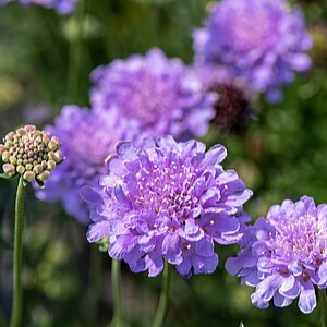 Balandinė žvaigždūnė ‘Flutter Deep Blue’