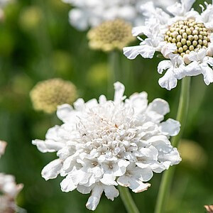 Balandinė žvaigždūnė ‘Flutter Pure White’