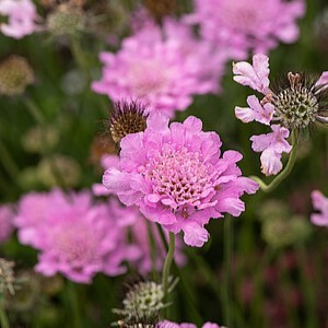 Balandinė žvaigždūnė ‘Flutter Rose Pink’