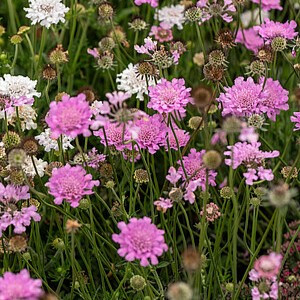 Balandinė žvaigždūnė ‘Flutter Rose Pink’