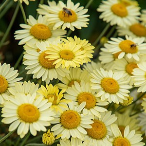 Bobramunis ‘EC Buxton’