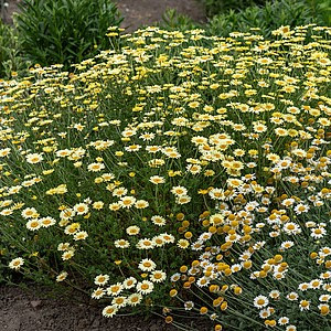 Bobramunis ‘EC Buxton’