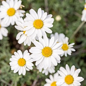 Bobramunis ‘Karpatenschnee’