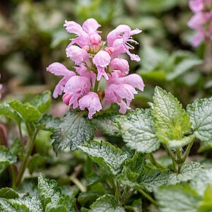 Dėmėtoji notrelė ‘Pink Pewter’
