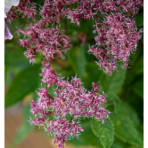Kemeras ‘Eureka’