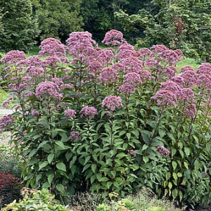 Kemeras ‘Atropurpureum’