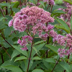 Kemeras ‘Atropurpureum’