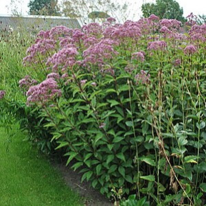 Kemeras 'Phantom'