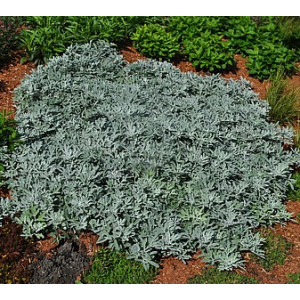 Kietis ‘Silver Brocade’