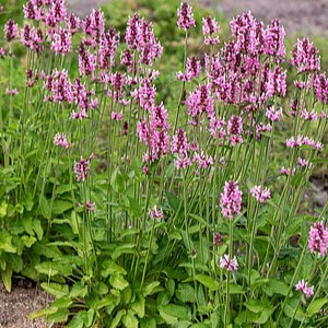 Notra ‘Pink Cotton Candy’