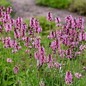 Notra ‘Pink Cotton Candy’