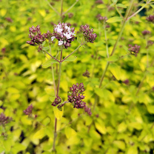 Paprastasis raudonėlis ‘Thumble’s Variety’