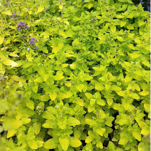 Paprastasis raudonėlis ‘Thumble’s Variety’