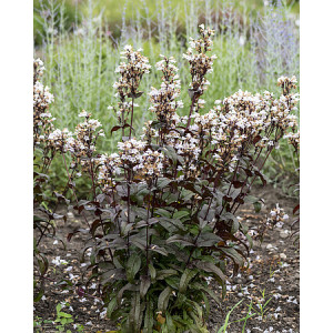 Penstemonas ‘Husker Red’