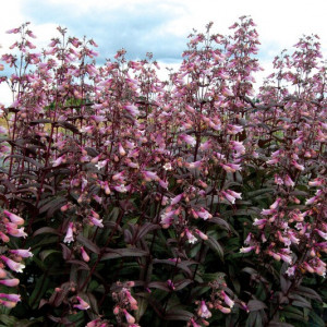 Penstemonas ‘Dark Towers’