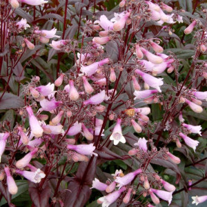 Penstemonas ‘Dark Towers’