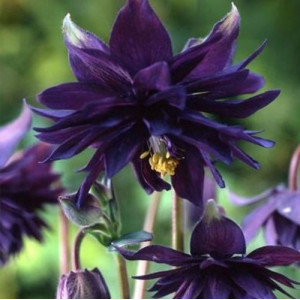 Sinavadas ‘Black Barlow’