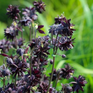 Sinavadas ‘Black Barlow’