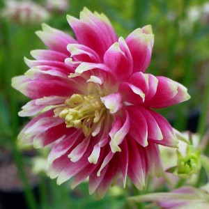 Sinavadas ‘Nora Barlow’